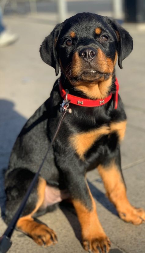 Rotweiler Pup, Rotwiller Dogs, Rot Wheeler Dog, Puppy Rottweiler, Rotweiler Pup Aesthetic, Cute Rottweiler Aesthetic, Rottweiler Dog Aesthetic, Baby Rottweiler, Rot Puppies Rottweilers