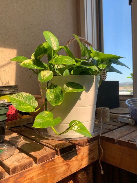 Golden Pothos Aesthetic, نباتات منزلية, Golden Pothos, Inside Plants, Plant Aesthetic, Flower Therapy, Room With Plants, Cactus Y Suculentas, House Plants Indoor