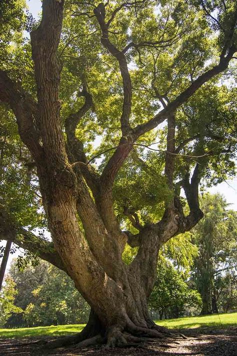 Camphor Tree, Amazing Trees, Forest Waterfall, Drawing Body Poses, Old Oak Tree, Lone Tree, Old Tree, Landscape Photography Nature, Oak Trees