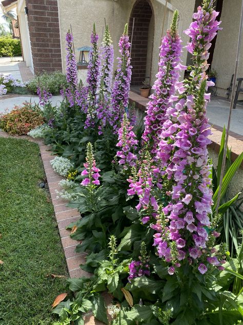 Diy Home Garden, Ferns Garden, Lawn Art, Violet Flowers, Professional Landscaping, Bee Garden, Diy Backyard Landscaping, Moon Garden, Flower Landscape