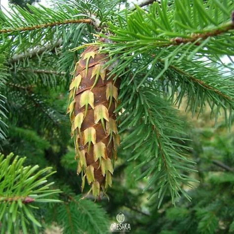 Pseudotsuga menziesii, commonly called Douglas fir, is a very large conifer that grows 50-80' tall in cultivation, but to 300+' tall in the wild. Unique forked cone bracts distinguish this tree from all other conifers. The species is indigenous to coastal areas and up to 5500' in elevation in the mountains from British Columbia south to central California. Growing Roses From Seeds, Pseudotsuga Menziesii, Ground Cover Seeds, Breadseed Poppy, Milkweed Seeds, Columbine Flower, Rare Seeds, Rose Seeds, Red And White Roses