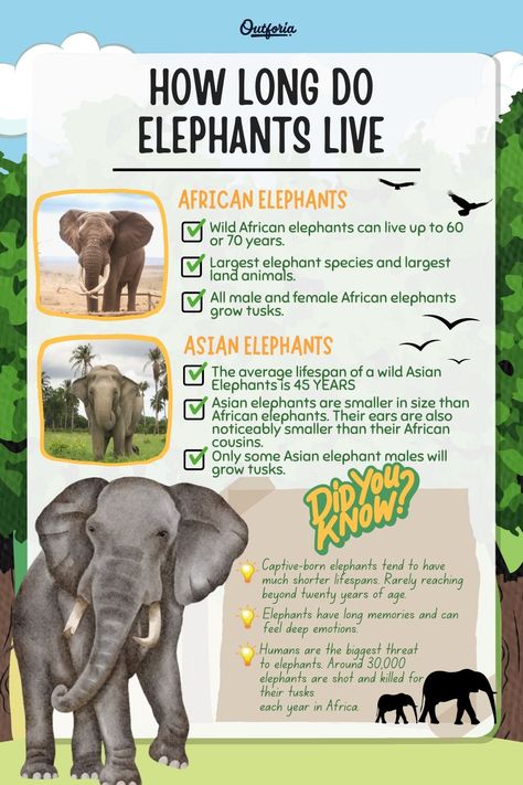 Elephant Poster Design, Wildlife Vet, Fun Facts About Elephants, Facts About Elephants, Animals On Land, Types Of Elephants, Elephant Information, Forest Elephant, African Forest