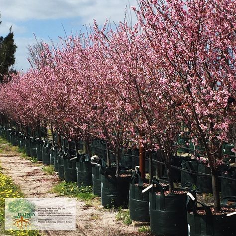 Prunus blireana 'Cherry Blossom Plum' Prunus Blireana, Cherry Plum, Deciduous Trees, Planting, Cherry Blossom, Garden Ideas, Planting Flowers, Plum, Blossom