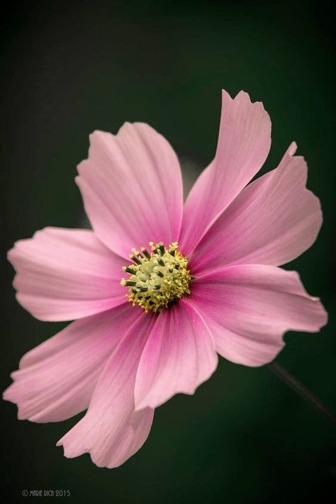 Nobody sees a flower -- really -- it is so small it takes time -- we haven't time -- and to see takes time, like to have a friend takes time. - Georgia O'Keefe - Flower Close Up, Cosmos Flowers, Flower Art Painting, Botanical Flowers, Flower Beauty, Flower Images, Flowers Nature, Flower Photos, Flower Pictures