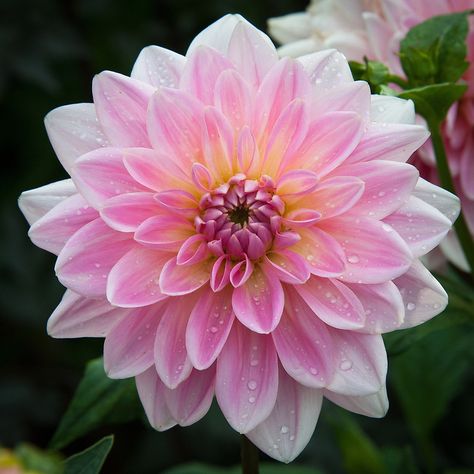 Daliah Flower, Flower References, Kristina Webb, Flowers Instagram, Beautiful Pink Flowers, Cut Flower Garden, Spring Bulbs, Flower Background Wallpaper, Dahlia Flower