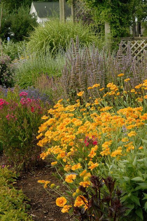 Fill your yard with native plants for water-wise beauty that’s desert-friendly. Desert Gardens, Low Water Plants, Arizona Gardening, Blanket Flower, Hgtv Garden, Hot Desert, Outdoor Landscape Lighting, Low Maintenance Landscaping, Beautiful Yards