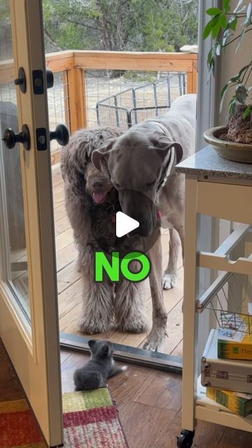 Dogs And Puppies Funny Memes, Puppy Videos Funny Hilarious, Cute Pet Videos, Funny Dog Videos Hilarious Puppys, Dog Humor Hilarious, Funny Dog Videos Hilarious Laughing, Puppy Videos Cutest, Animal Funny Videos, Funny Puppies Video