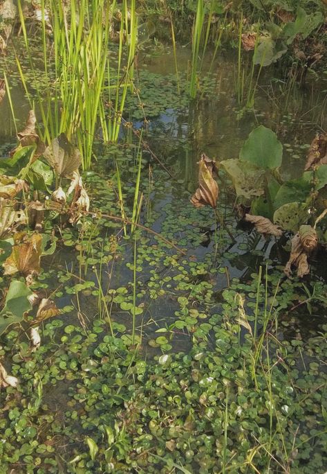 water green cottacore cottage plants daylight grunge Constanza Core, Cottage Plants, Fairy Grunge, The Witcher, Cottage Core, Cottage, Plants, Green, Photography