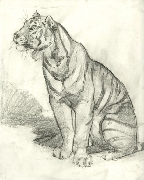 This drawing titled "Tigre Du Siberie" (Siberian Tiger) was made for an oil painting that was shown and sold in Paris France. This drawing exudes copious character along with anatomical accuracy. The seated tiger is drawn with graphite on bond paper and set against an abstract background. Don't miss this chance to own an original Weatherly for a great price! Tiger Expressions, Tiger Anatomy Drawing, Tiger Reference Drawing, Drawing Reference Animals, Tiger Drawing Simple, Cool Animal Drawings, Tiger Drawing Sketches, Bengal Tiger Drawing, Cool Art Sketches