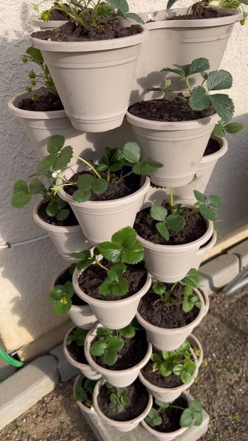 MuthaPrepper | Practical Preparedness on Instagram: "Dollar Tree stackable planters are BACK! I used these last spring for my strawberries and I immediately regretted not buying more. These are such a great way to maximize garden space with a small footprint. Can’t grow a vast herb garden? Grow it TALL! Who’s already dreaming of Spring possibilities? 🙋🏻‍♀️ ✨Like, Comment & Share✨ #muthaprepper #dollartree #dollartreefinds #garden #gardening #prepper #preparedness #prepping #spring #backyard Mini Herb Garden Ideas, Small Indoor Vegetable Garden, Dollar Tree Herb Garden, Stackable Garden Planters, Strawberry Tower Garden, Mini Garden Ideas Small Spaces Outdoor, Dollar Tree Stackable Planters Ideas, Dollar Tree Planters Ideas, Dollar Tree Stackable Planters