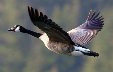 Canada Goose Bird, Goose Flying, Goose Tattoo, Canadian Geese, Wild Geese, Goose Hunting, Canada Geese, Wild Goose, Canadian Goose