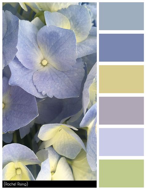 Hydrangea Colors, Colour Pallets, Paint Color Schemes, Color Schemes Colour Palettes, Flowers Color, Palette Design, Colour Combos, Color Palate, Design Seeds