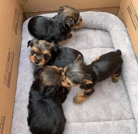 Yorkies Puppies, Male Yorkie, Teacup Yorkies For Sale, Yorkie Puppies For Adoption, Dream Puppy, Adorable Food, Teacup Yorkies, Yorkie Puppies For Sale, Yorkies For Sale