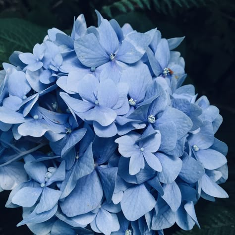 Pigeon Blue Aesthetic, Blue Velvet Aesthetic, Cornflower Blue Aesthetic, Blue Hydrangea Aesthetic, Velvet Inspiration, Poem Inspiration, Cornflour Blue, Hydrangeas Blue, Wedding Palettes