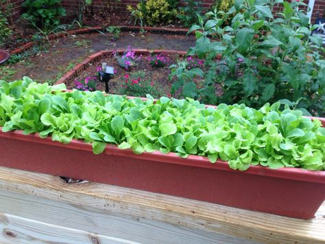 Can't figure out where to plant your lettuce? Use an unused planter & sew several different varieties of lettuce. Bam! Instant salad! Lettuce, Celery, Salad, Canning, Plants