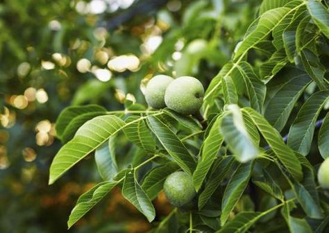 Plants To Draw, Lawn Mower Maintenance, Petersham Nurseries, Black Walnut Tree, Fruit Orchard, English Walnut, What Is Marketing, Farmers Almanac, Yard Inspiration