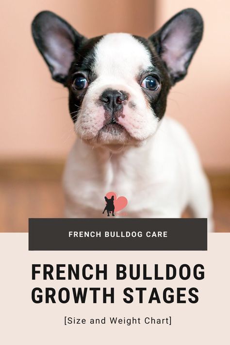 French Bulldog Puppy Feeding Schedule, French Bulldog Tips, French Bulldog Puppy Care, Baby Frenchie, Newborn Puppy Care, Puppy Feeding Schedule, Puppy Growth Chart, French Bulldog Full Grown, Puppy Development