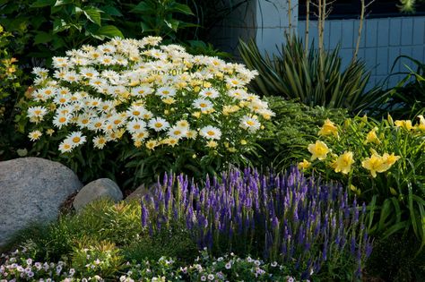 Rainbow Rhythm® 'Going Bananas' - Daylily - Hemerocallis hybrid Images | Proven Winners Perennial Garden Design, Shasta Daisy, Shasta Daisies, Full Sun Perennials, Yellow Plants, Gardening Inspiration, Bird Bath Garden, Sun Perennials, Front Landscaping