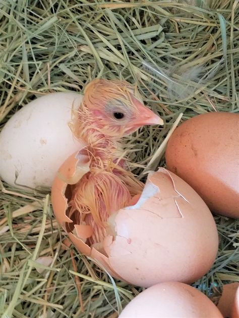 Hatching Chicks, Baby Chickens, Animal Projects, Egg Art, Baby Chicks, Country Farm, Glass Animals, Ap Art, Summer Pictures