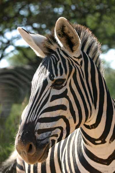 Close up Zebra-Google Image Zebra Portrait Photography, African Animals Photography, Zebra Drawing, Zebra Pictures, Zebra Baby, Zebra Art, Africa Animals, African Wildlife, Anime Drawing