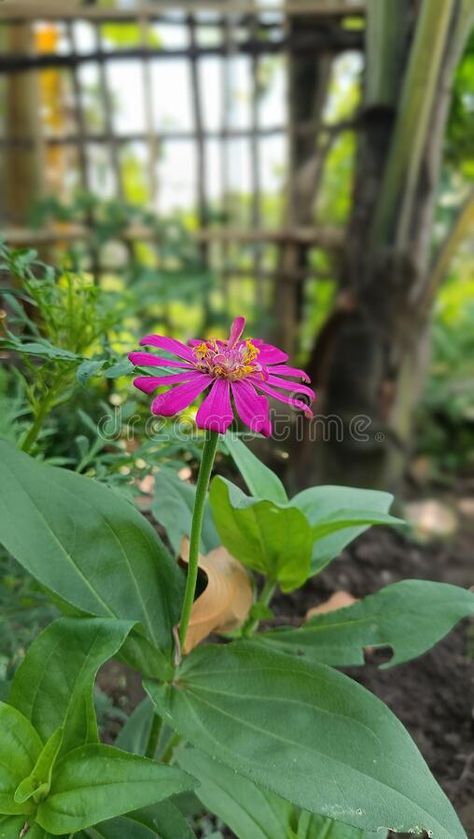 The beautiful zenia flower in Tamulpur district of Assam. royalty free stock photography Zenia Flower, Stock Photography Free, Nature Images, Stock Photography, Royalty, Royalty Free, Stock Images, Flowers, Green