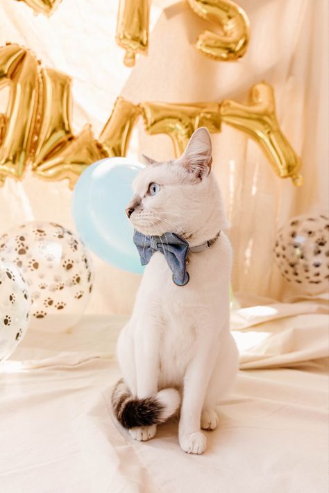 Cat birthday party photos. Rocio Rivera Photography Cat Themed Photoshoot, Cat Birthday Photoshoot, Cat Photo Shoot, Cat Bday, Birthday Party Photos, Pet Birthday, 1st Birthday Photoshoot, Party Photoshoot, Cat Birthday Party