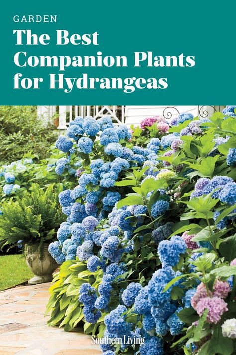 Hydrangea Raised Flower Bed, Hydrangea Landscaping Ranch House, What To Plant Around Hydrangeas, Planting With Hydrangeas, Hydrangeas In Front Of House Porches, Deep Flower Beds, Lilac And Hydrangea Garden, Landscaping Ideas With Hydrangeas, Flower Bed With Hydrangeas