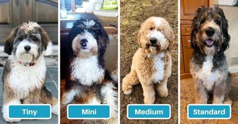 Miniature Bernedoodle, Bernese Mountain Dog Poodle, Puppy Growth Chart, Tiny Toy Poodle, Dog Breeds That Dont Shed, Designer Dogs Breeds, Male Vs Female, Mini Bernedoodle, Homeschool Projects