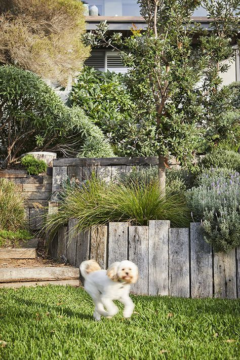 Australian Native Garden Landscaping Retaining Walls, Retaining Wall Materials, Westringia Fruticosa, Retaining Wall Garden, Steep Gardens, Sustainable Garden Design, Eco Outdoor, Australian Garden Design, Retaining Wall Ideas