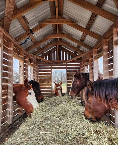 Inside hay feeder on wagon Animal Sanctuary Ideas, Equine Enrichment, Horse Hay, Horse Barn Ideas Stables, Paddock Paradise, Horse Barn Designs, Country Fences, Run In Shed, Hay Barn