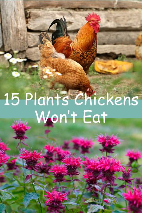 Chicken Coop Planting Ideas, Chicken Coop Planting, Plants For Around Chicken Coop, Chicken Plants Ideas, Flowers For Chicken Coop, Chicken Coop Landscaping Plants, Chicken Garden Plants, Plants To Plant Around Chicken Coop, Chicken Proof Plants