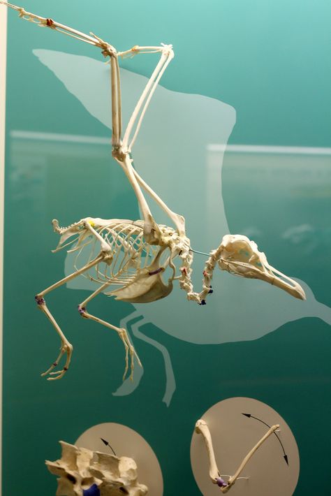 Seagull skeleton | A few rooms held an impressive display of… | Flickr Paintings References, Dream Paintings, Bird Anatomy, Interesting Creatures, Dragon Bones, Animal Skeletons, Anatomy Tutorial, Dream Painting, Animal Anatomy