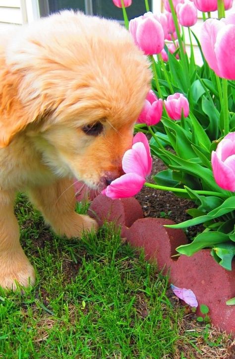 Puppy and Flower cute spring animals adorable dog puppy animal pets Golden Retriever Mix, Blue Heeler, Golden Retrievers, A Puppy, Cute Creatures, Sweet Animals, Small Dog, The Flowers, 귀여운 동물