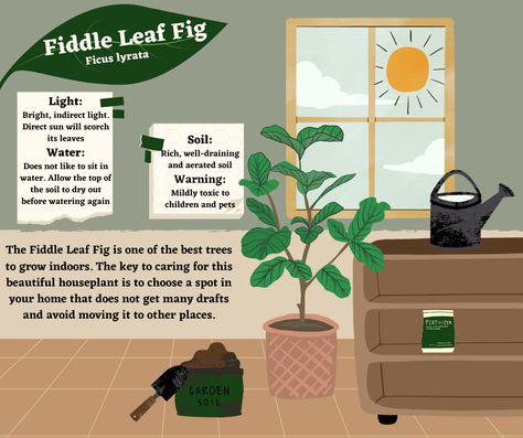 Water light and soil requirements (plus some fun facts) for the Fiddle Leaf Fig - Ficus Lyrata Ficus Tineke, Ficus Lyrata, Fiddle Leaf, Fiddle Leaf Fig, Growing Indoors, Water Lighting, Garden Soil, Plant Care, Some Fun