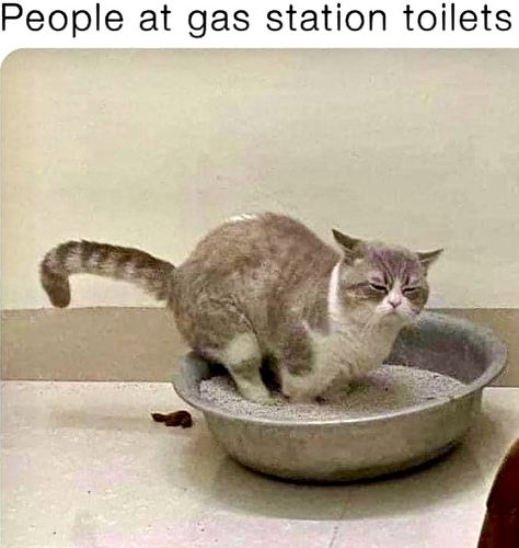 And that is the reason why I avoid public toilets at all costs. #public #toilet #poo #poop #crap #shit #cat #kitty #kittycat #kitties #catsofinstagram #cats #catlife #catlovers #litter #box ##miss #lmao #lol #smile #funnymemes #humor #humour #laughs #laugh #laughing #laughter #whoops Cat Pooping, Poop Meme, Public Toilet, Cat Toilet, Silly Animals, Cat Litter Box, Cat Litter, Toilets, Litter Box