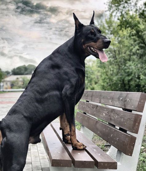 American Doberman, European Doberman, Puppy Barking, Doberman Love, Malinois Dog, Doberman Pinscher Dog, Scary Dogs, Doberman Dogs, American Bully