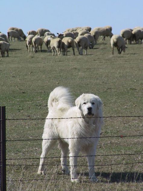 Livestock Guardian Dog Breeds, Pyrenean Mountain Dog, Maremma Sheepdog, Guardian Dog, Pyrenees Dog, Best Guard Dogs, Livestock Guardian Dog, Great Pyrenees Dog, Livestock Guardian