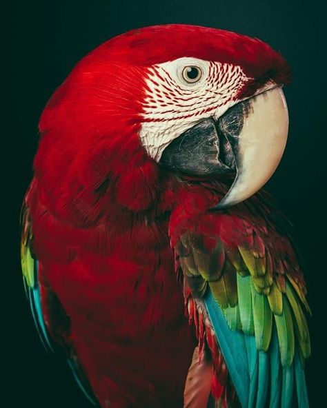 Animals And Pet Supplies, Regard Animal, Birds Photography Nature, Parrot Painting, Pink Jellyfish, Animal Jungle, Reference Photos For Artists, Parrots Art, Macaw Parrot