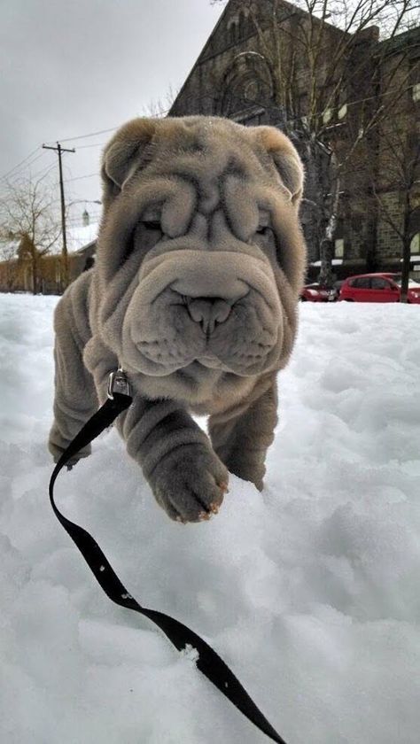 These Shar Pies Dogs Should Definitely Start Working On Their Wrinkles - I Can Has Cheezburger? Wrinkly Dog, Shar Pei Puppies, Best Guard Dogs, Shar Pei Dog, Labrador Retriever Puppies, Shar Pei, Guard Dogs, Sweet Dogs, Cane Corso