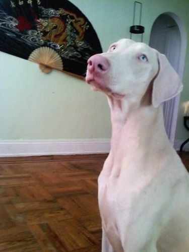 Vera the white Doberman Pinscher is sitting in a living room with a large fan with a dragon on it on the wall in the background White Doberman, White Doberman Pinscher, Doberman Colors, Blue Doberman, Rottweiler Training, German Dog Breeds, Tips For Dogs, Doberman Pinscher Puppy, Doberman Love