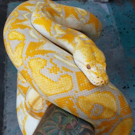 Lavender Albino Reticulated Python Albino Burmese Python, Albino Python, Pet Snakes, Danger Noodles, Snake Turtle, Reticulated Python, Burmese Python, Cool Snakes, Pretty Snakes