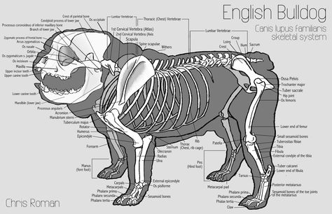 Dog's Skeleton View | An English bulldog's skeletal and superficial muscle system study I ... Teeth Diagram, Vet Science, English Bulldog Care, Vet Medicine, Dog Anatomy, Dog Skeleton, Vet Assistant, Animal Skeletons, Animal Anatomy