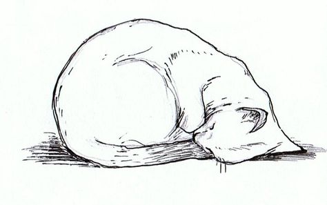 Curled up cat by alaskaland on DeviantArt Cat Curled Up Drawing, Cat With Stripes, Drawing A Cat, Curled Up Cat, Avocado Carving, Cat Outline Tattoo, Waldorf Classroom, 2d Images, Bunny Cat