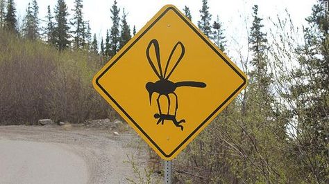 Funny Street Signs, Jw Humor, Funny Road Signs, Mosquito Repelling Plants, Sign Maker, Traffic Signs, Street Sign, Road Signs, Street Signs