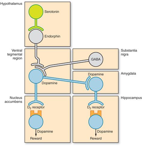 Ventral Tegmental Area, Substantia Nigra, Nucleus Accumbens, Constellations, Mobile App, Anatomy, Psychology, Science, Log