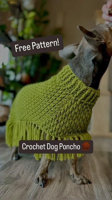 Ashlea on Instagram: "The girls got new ponchos this week… and don’t they look FAB 👏🏼 U 👏🏼 LOUS👏🏼 ?! Find the pattern on the blog or say EDPP (for Easy Dog Poncho Pattern) and I’ll send you the info. 🧶 🐶 #crochet #yarn #crochetaddict #crocheting #freecrochetpattern #crochetpattern #crochetfordogs #dog #dogs #dogsandcrochet" Dog Poncho Crochet Pattern, Crochet Dog Patterns Clothes, Crochet Dog Poncho, Crochet Dog Poncho Free Pattern, Granny Square Dog Coat, Crochet Pattern Dog Sweater, Dog Beanie Pattern, Dog Hat Crochet Pattern, Funny Crochet Patterns