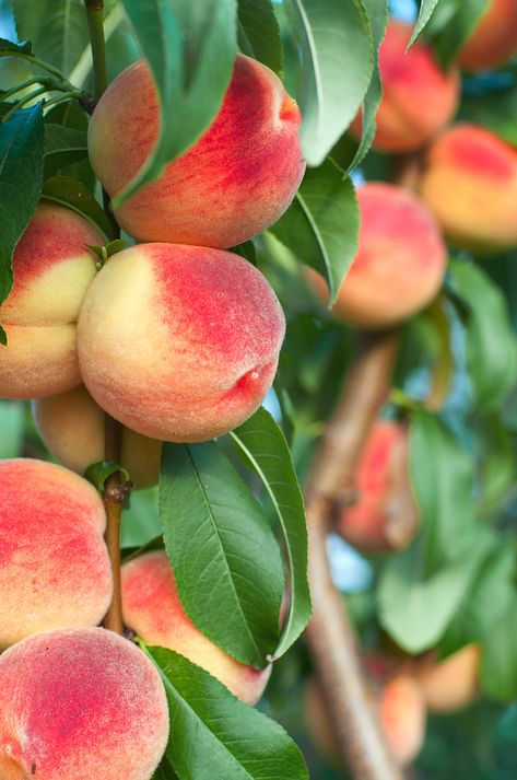 Patio Peach Tree, Peach Tree, Peach Fruit, Fruit Photography, Summer Eating, Beautiful Fruits, Peach Trees, Eat Fruit, Fruit Garden