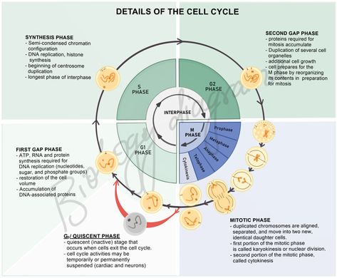 During G1 phase, the cell grows and prepares for DNA replication. In the S phase, DNA replication occurs, resulting in two identical copies of the genetic material. In the G2 phase, the cell continues to grow and prepares for cell division. M phase, also known as the mitotic phase, includes mitosis (nuclear division) and cytokinesis (division of the cytoplasm), resulting in the formation of two daughter cells with identical genetic material. Cell Cycle Diagram, Cell Cycle And Cell Division Mind Map, M Phase Cell Cycle, Cell Cycle Regulation, Mitotic Cell Division, Prophase 1 Meiosis, Interphase Cell Cycle, Biology Diagrams, Prokaryotic Cell