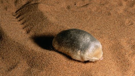 Golden moles in the Namib Desert of Namibia have enlarged ossicles in their ears to perhaps help them hear prey as they "swim" though the sand (Credit: Minden Pictures/Alamy) Golden Mole Animal, Golden Mole, Dog Portraits Art, Animal Reference, Animal Portraits, Animal Activities, Animal Friends, Hell Yeah, Portraits From Photos