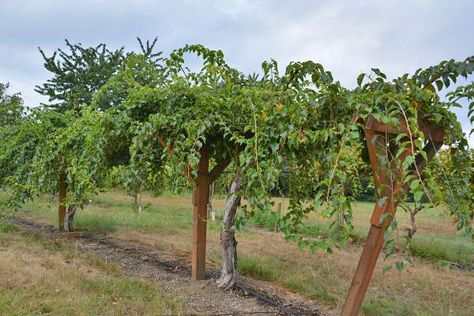 Kiwi Plant Vines Trellis, Kiwi Vine Trellis, Hardy Kiwi Trellis, Hardy Kiwi Trellis Ideas, Kiwi Trellis Ideas, Kiwi Plant Trellis, Kiwi Trellis, Kiwi Growing, Hardy Kiwi